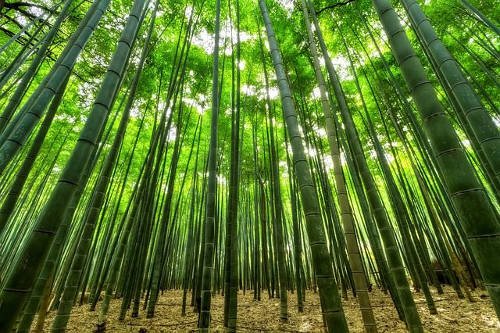 SLIMBOO integratore a base di bamboo, fa dimagrire? Scopriamo le opinioni dei medici e clienti